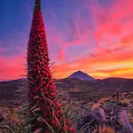 Casa Nea * El Rosario (Tenerife)