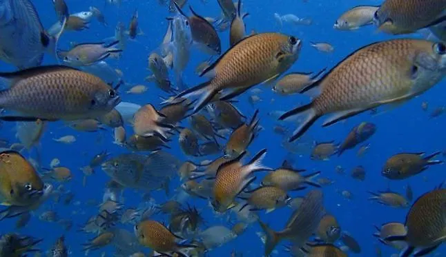 Casa Nea Проживание в семье Эль-Росарио